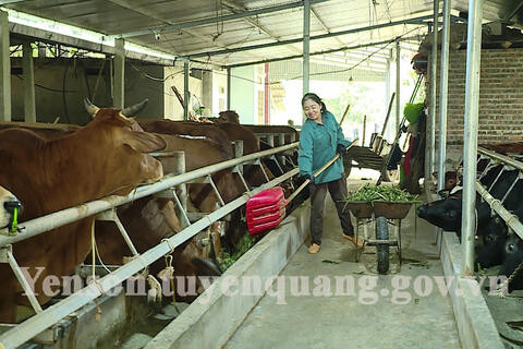 Hiệu quả từ phát triển kinh tế trang trại ở Chiêu Yên