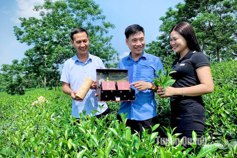Đánh giá thực tế sản phẩm công nghiệp nông thôn tiêu biểu tại Tuyên Quang
