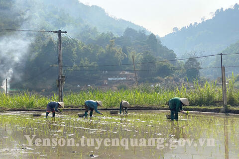 Nông dân ATK Yên Sơn khẩn trương gieo cấy lúa xuân