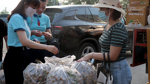 Doanh nghiệp tỉnh hỗ trợ tiêu thụ sản phẩm quả nhãn xã Thái Bình, huyện Yên Sơn