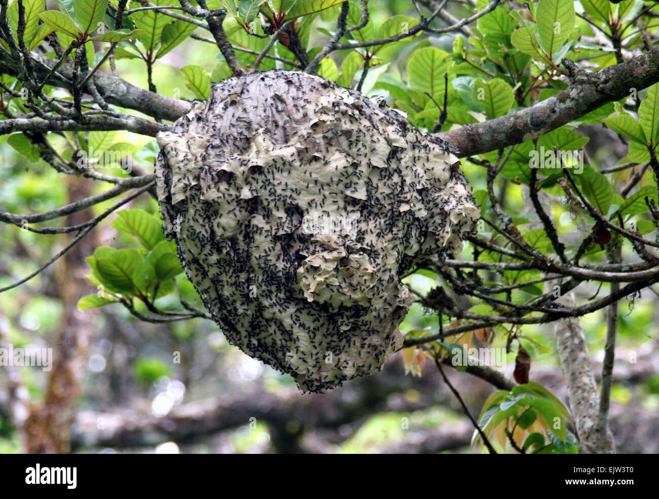 Weaver ant nest Stock Photo - Alamy